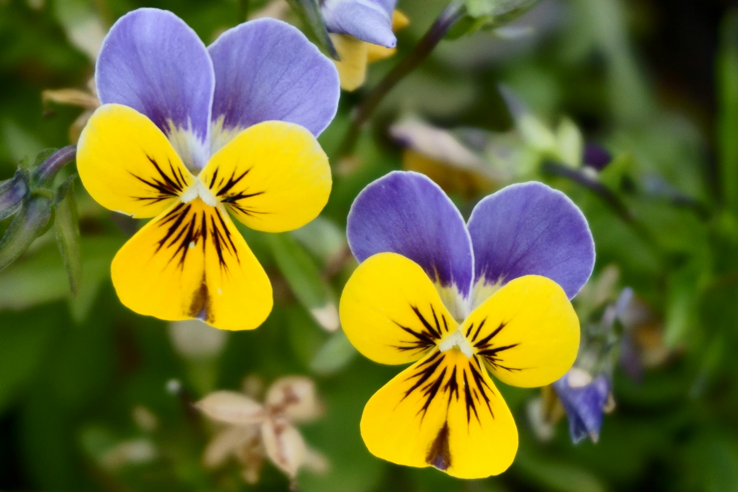 Bright pansies in bloom showcasing vivid yellow and violet colors. Captured outdoors in Gent, Belgium.