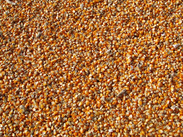 Close-up of dried maize seeds, showcasing a rich harvest ready for use.