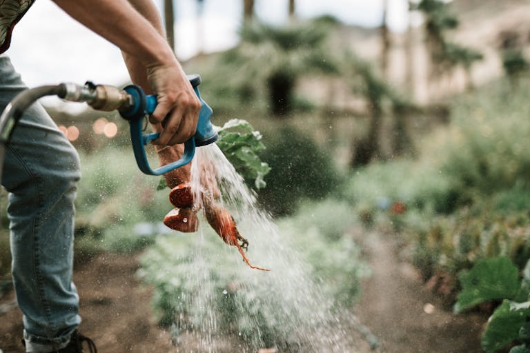 Close-up of hand washing freshly harvested carrots with a hose on a farm, showcasing vibrant, organic produce.