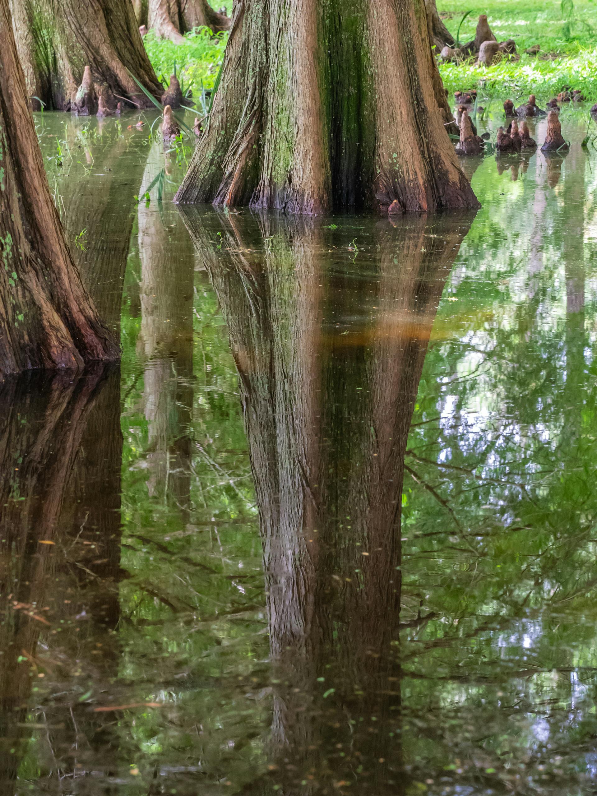 Peaceful view of cypress trees reflected in calm swamp water, capturing nature's beauty.