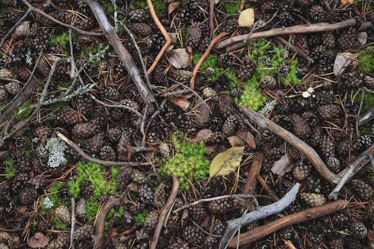 Pine cones on ground 2